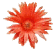 mini red flower